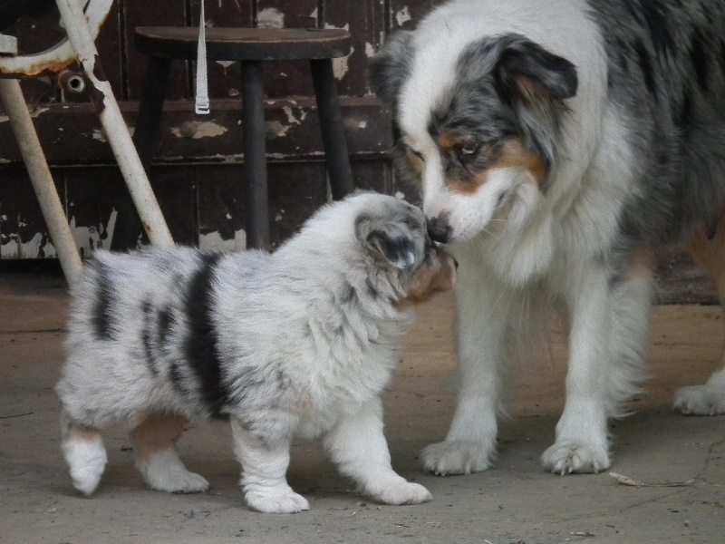 Chiot Berger Australien du petit Duc Victoria